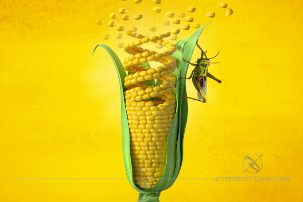 GMO Corn Genetic Engineering