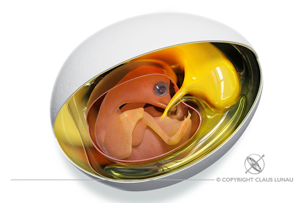 Chicken Egg Embryo